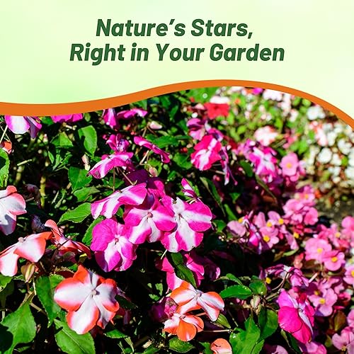 Miniatura 5 de Outsidepride Impatiens - Plantas de flores de jardín con sombra de estrellas para macetas, cestas colgantes, contenedores, cajas de ventana, 100