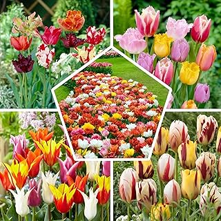 Tulpenzwiebeln Mix 50 Stück
