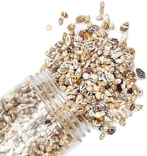 Miniatura 9 de LYFJXX Conchas de mar de Cay Cay Blancas para decoración del hogar, fiestas, bodas, manualidades de bricolaje (alrededor de 350 piezas en forma de