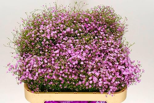 Miniatura 2 de Pink Creeping Baby's-Breath - Más de 1000 semillas para plantar flores de cubierta vegetal de gypsophila