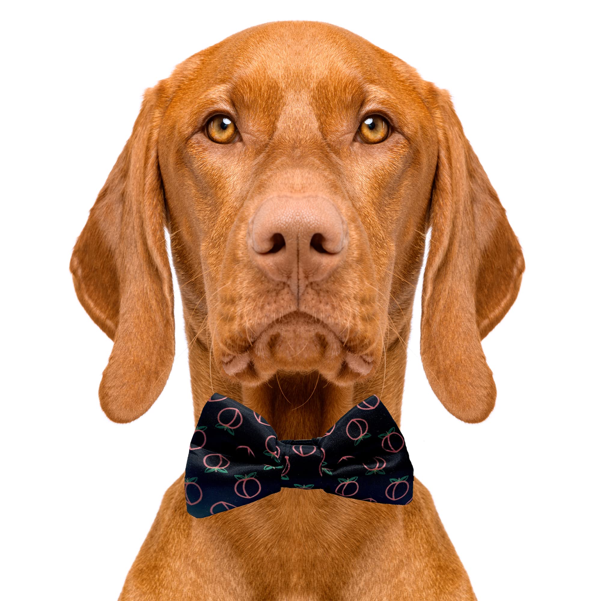 Neon Peach BlackDog Bow Tie