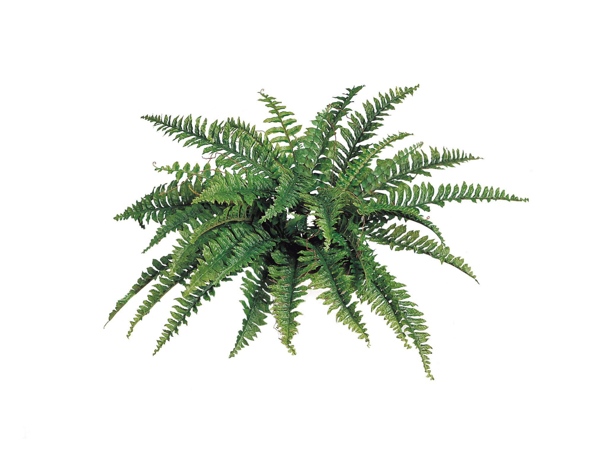 Artificial Plants Calgary Decor For You