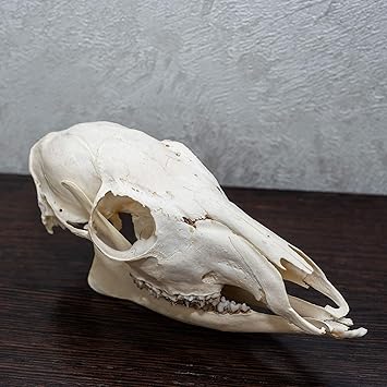 Amazon Siberian Musk 鹿 女性 タクシーダーミー スカル ムスク鹿 頭蓋骨 あご 骨 骸骨 歯 販売 リアル 装飾 ライフサイズ 純正 St4933 Storetaxidermy Llc Taxidermy Studio スポーツ アウトドア Amazon Siberian Musk 鹿 女性 タクシーダーミー スカル ムスク鹿 頭蓋骨 あご 骨 骸骨 歯 販売 リアル 装飾 ライフサイズ 純正 St4933 Storetaxidermy Llc Taxidermy Studio スポーツ アウトドア