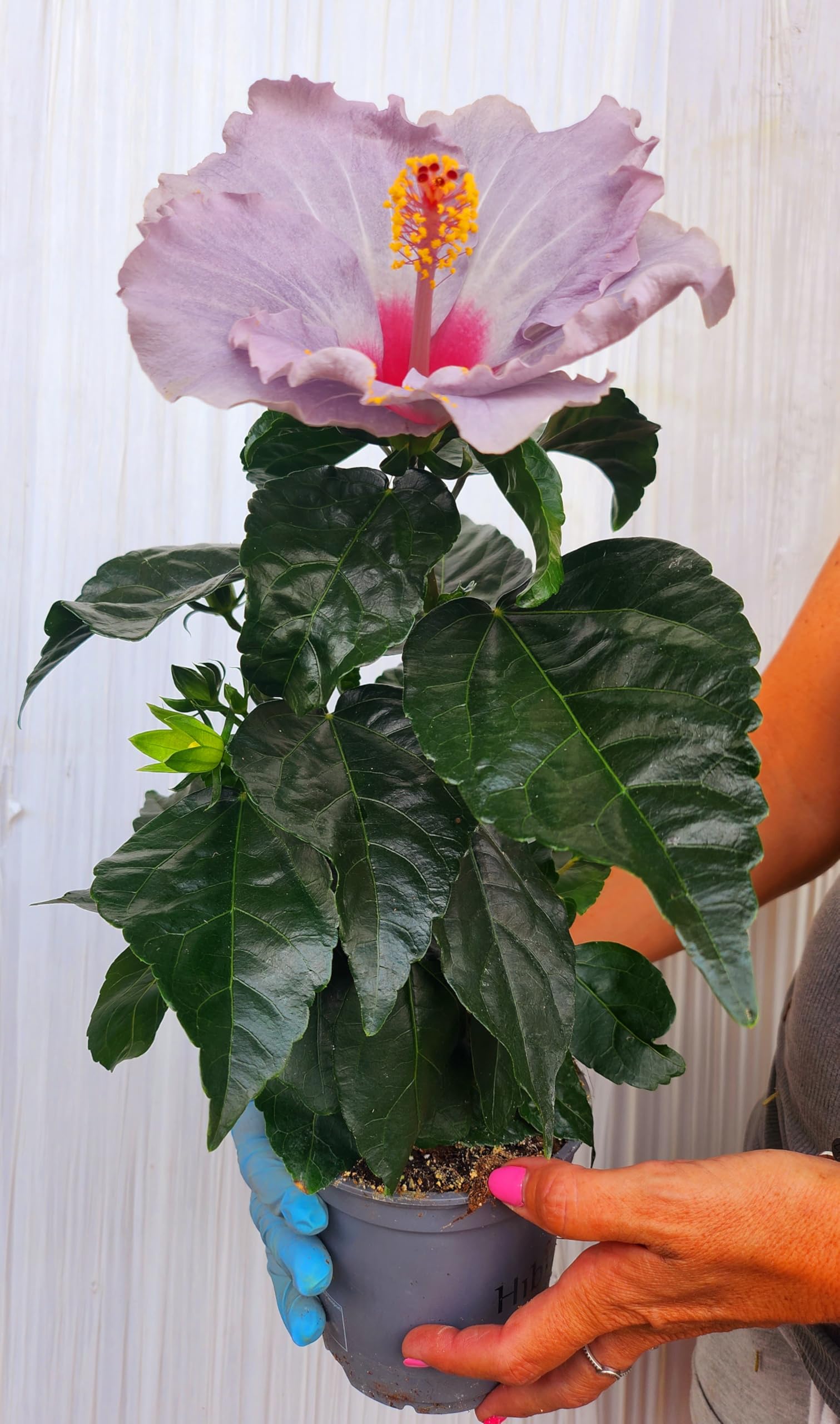 POWERS TO FLOWERS - HYBISCUS, IBISCO COLOR LAVANDA, VASO 14CM, FIORE XXL, pianta vera