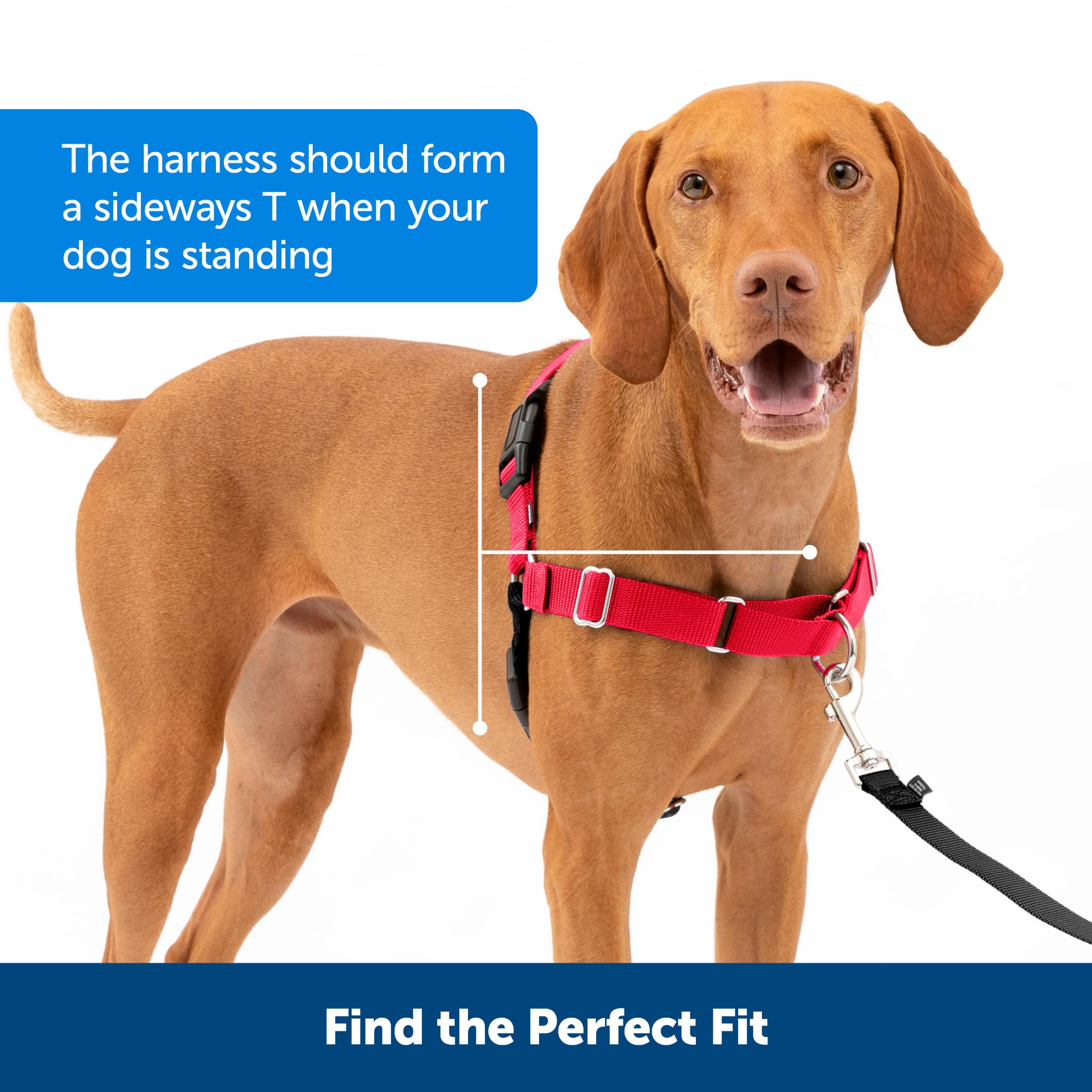 PetSafe Harnais Easy Walk avec Boucle Anti-Traction Et Laisse De 1,8 M, Promenade Confortable pour Vous Et Lui - 4 Points De RÃglage â€“ RÃsistant, Facile Ã€ Mettre Et Enlever â€“ Noir, Taille L