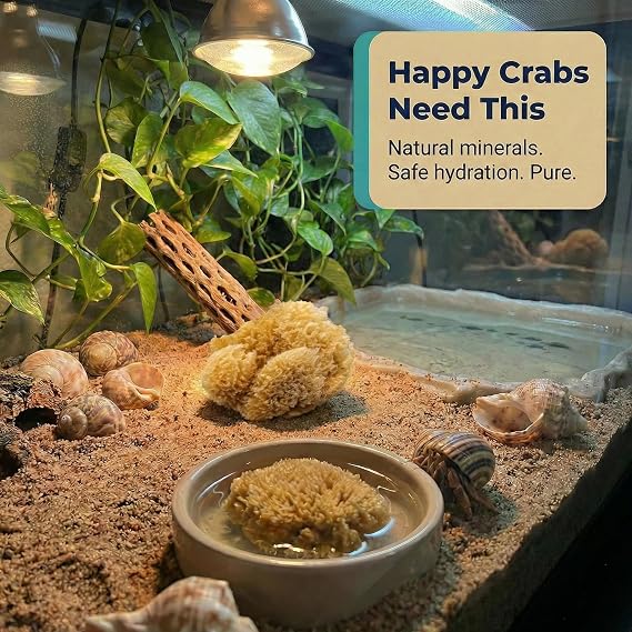 Natural Sea Sponges Hermit Crabs 5 Pack Unbleached, Drinking Aquarium Decor | Provides nutrients & safer drinking water. Helps maintain tank humidity & aquarium decor. All natural, unbleached 5 pack.
