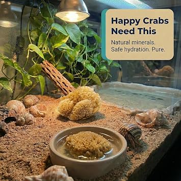 Natural Sea Sponges Hermit Crabs 5 Pack Unbleached, Drinking Aquarium Decor | Provides nutrients & safer drinking water. Helps maintain tank humidity & aquarium decor. All natural, unbleached 5 pack.