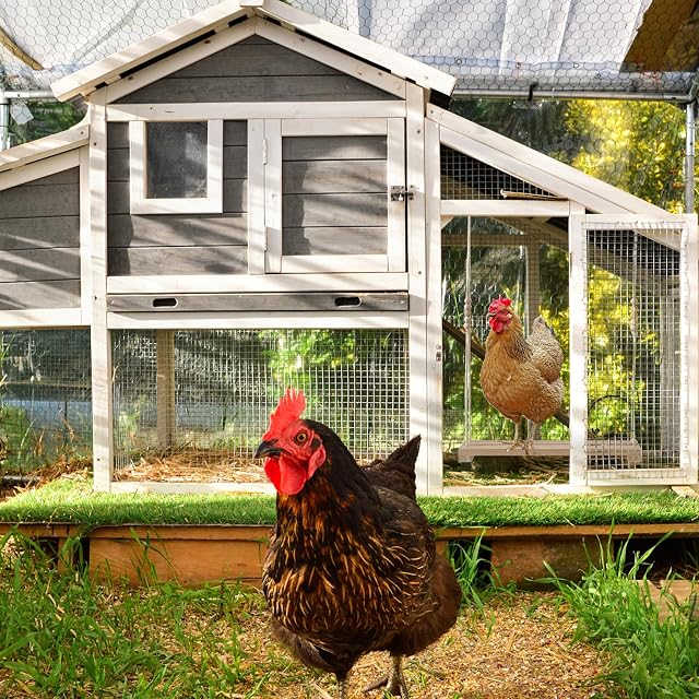 Foto 6 de 7 de Columpio para gallinas, juguete para gallinas, 40 x 8 x 5 cm, accesorios de madera, para gallinas