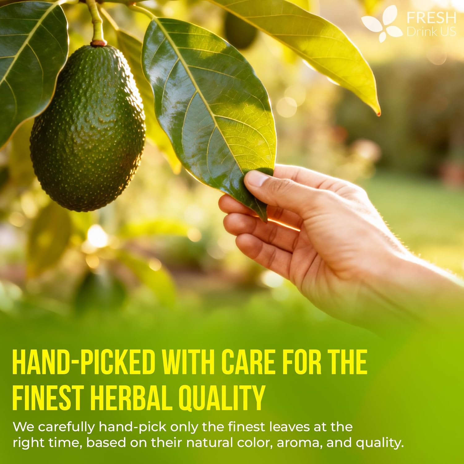FreshDrinkUS, Avocado Leaf Tea Bags | 75 Count | Premium Dried Avocado Leaves Herbal Tea – Caffeine Free Botanical Tea – Fresh, Smooth & Earthy Flavor. Sugar Free. Vegan