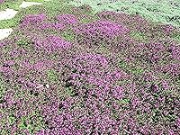 Vista 5 de 100 semillas de tomillo rastrero - Thymus Serpyllum, flor de hierba de tomillo elfo, semillas fragantes de cobertura del suelo, semillas perennes