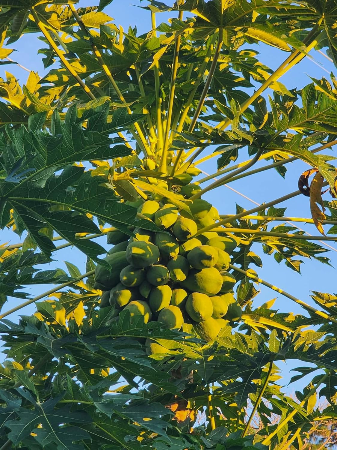 Hawaiian Dwarf Papaya, 7-12 Inch Tall Tropical Fruit Tree for Outdoor or Container Growing - Rare Tropical Tree