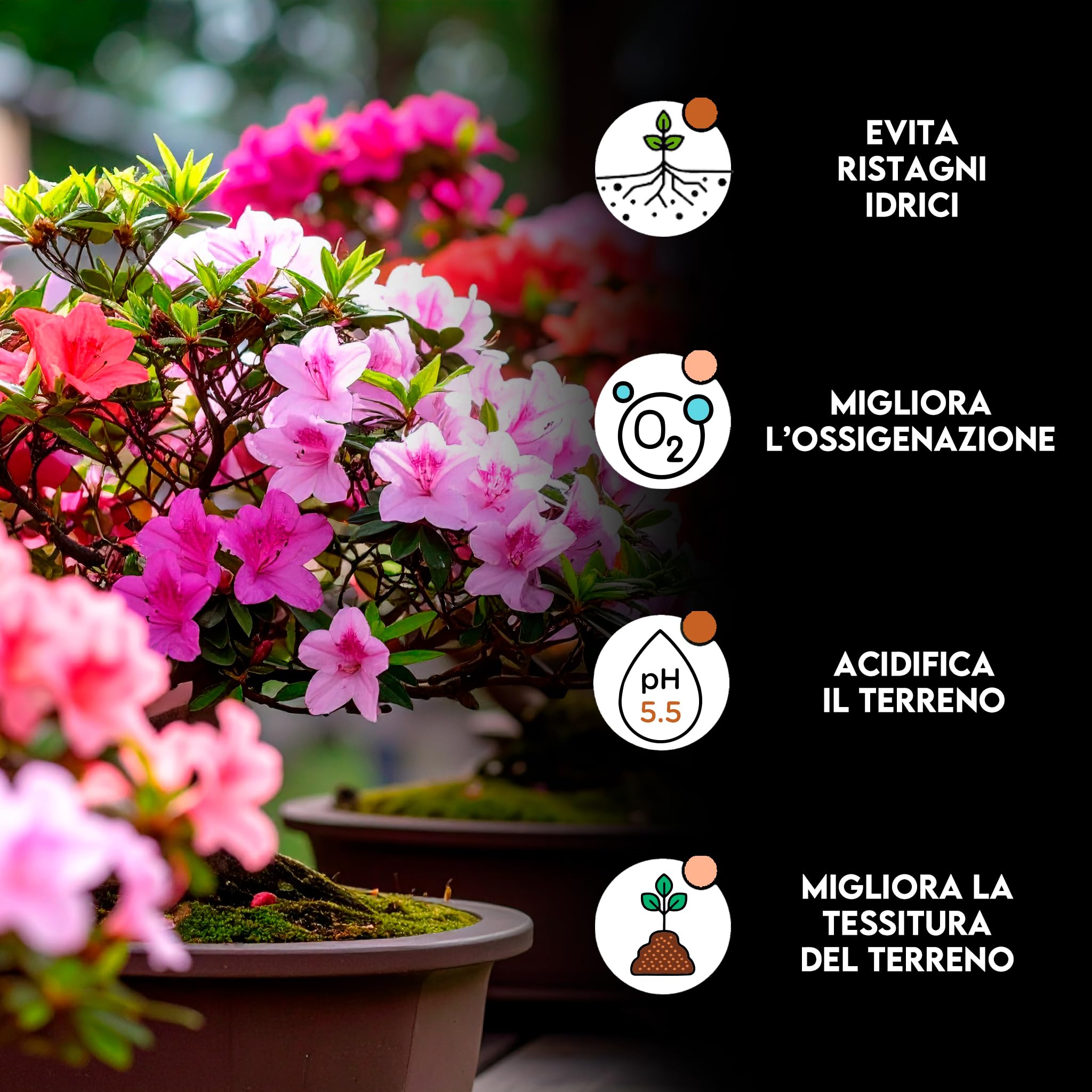 ZOMA Kanuma giapponese professionale qualità hard 2-5 mm, Terriccio per bonsai e acidofile drenante e poroso a ph acido, Terriccio acidofile - 2 litri