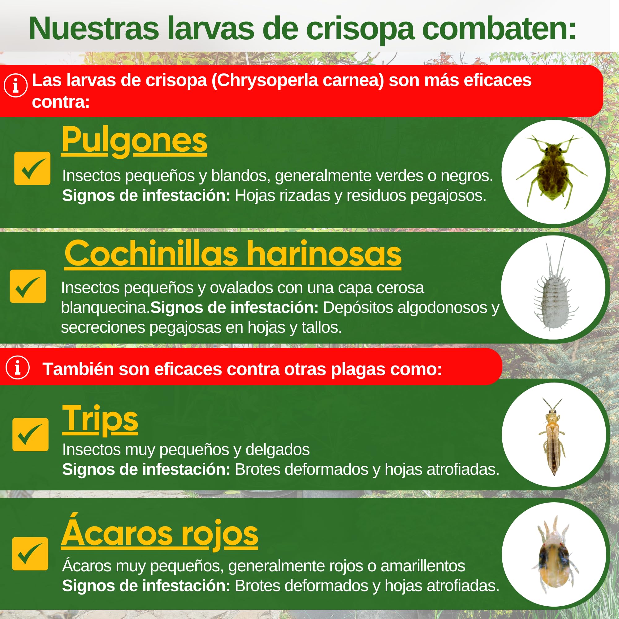 GREEN GUARDIA Huevos para larvas de crisopas contra pulgones y cochinillas – 1 bolsa – agente biológico para combatir eficazmente pulgones y cochinillas para plantas de interior y ornamentales UVM.