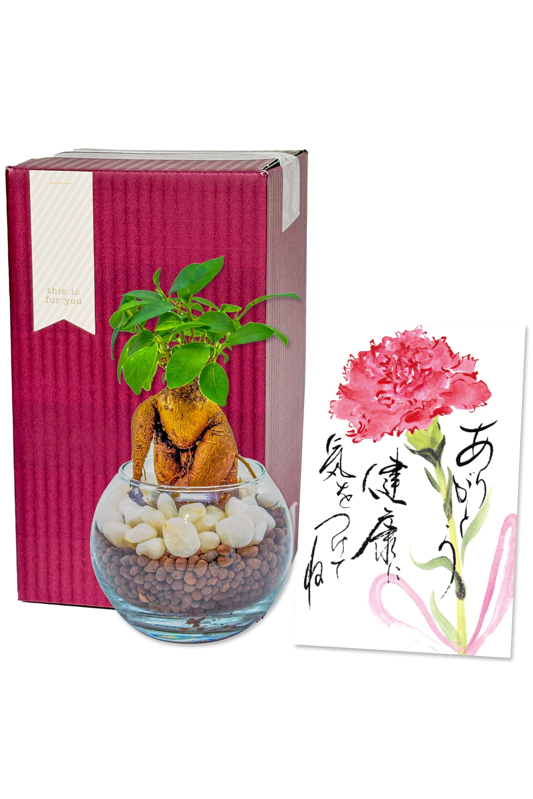 ガジュマルさま専用ページ ガジュマルさま専用ページ ガジュマル | 観葉植物通販 HitoHana