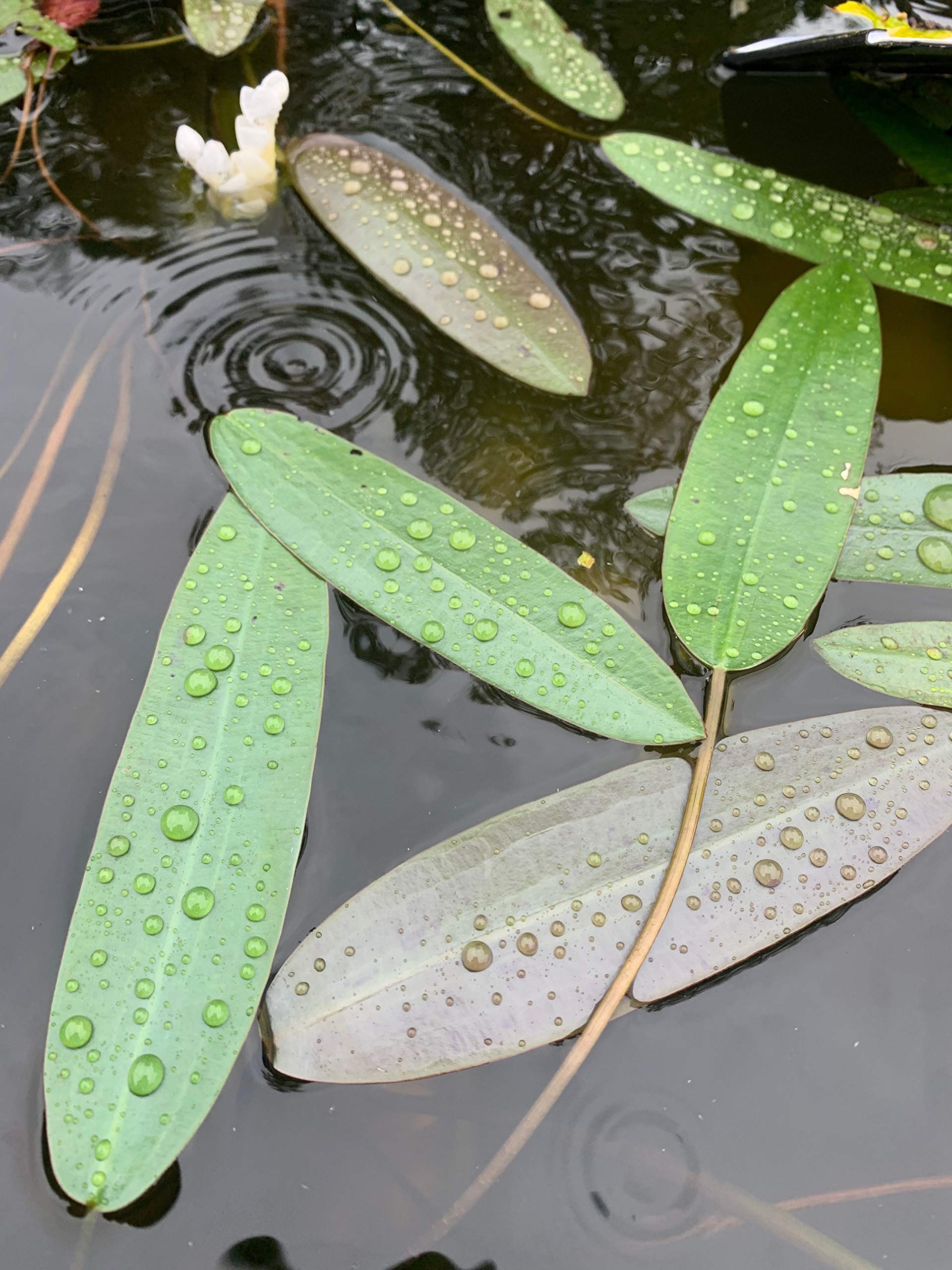 Live Aquatic Pond Plant Water Hawthorn Hardy Outdoor Garden Water Pond