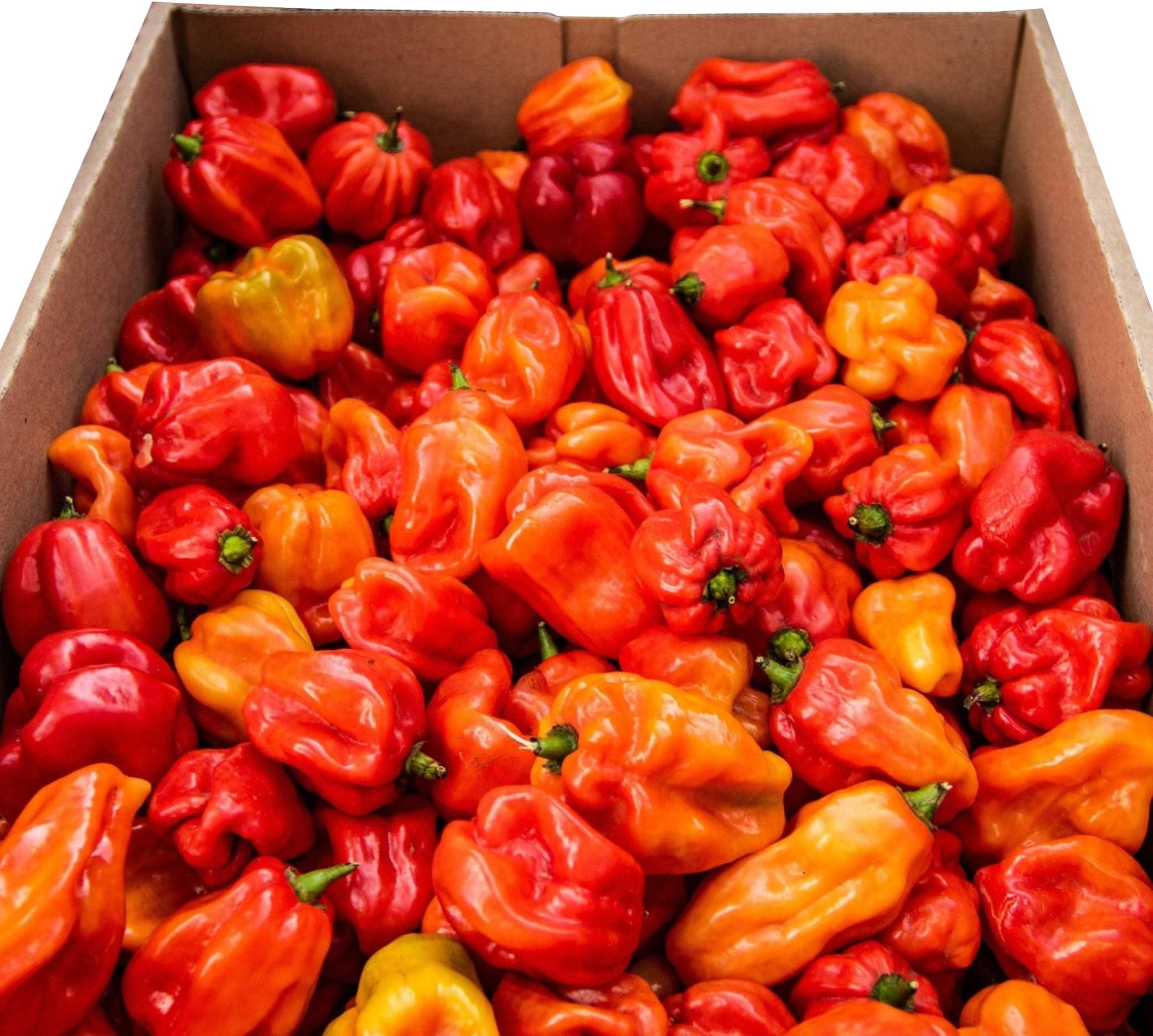 โ Fresh Scotch Bonnet Chillies 1kg - Chilli Mash Co - Vegan, Very Hot and Spicy, Fresh Red Scotch Bonnet Chillies from Rwanda for Cooking