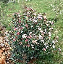 3x Garden Shrub Plants, Viburnum tinus, WINTER flowering hardy outdoor garden bush