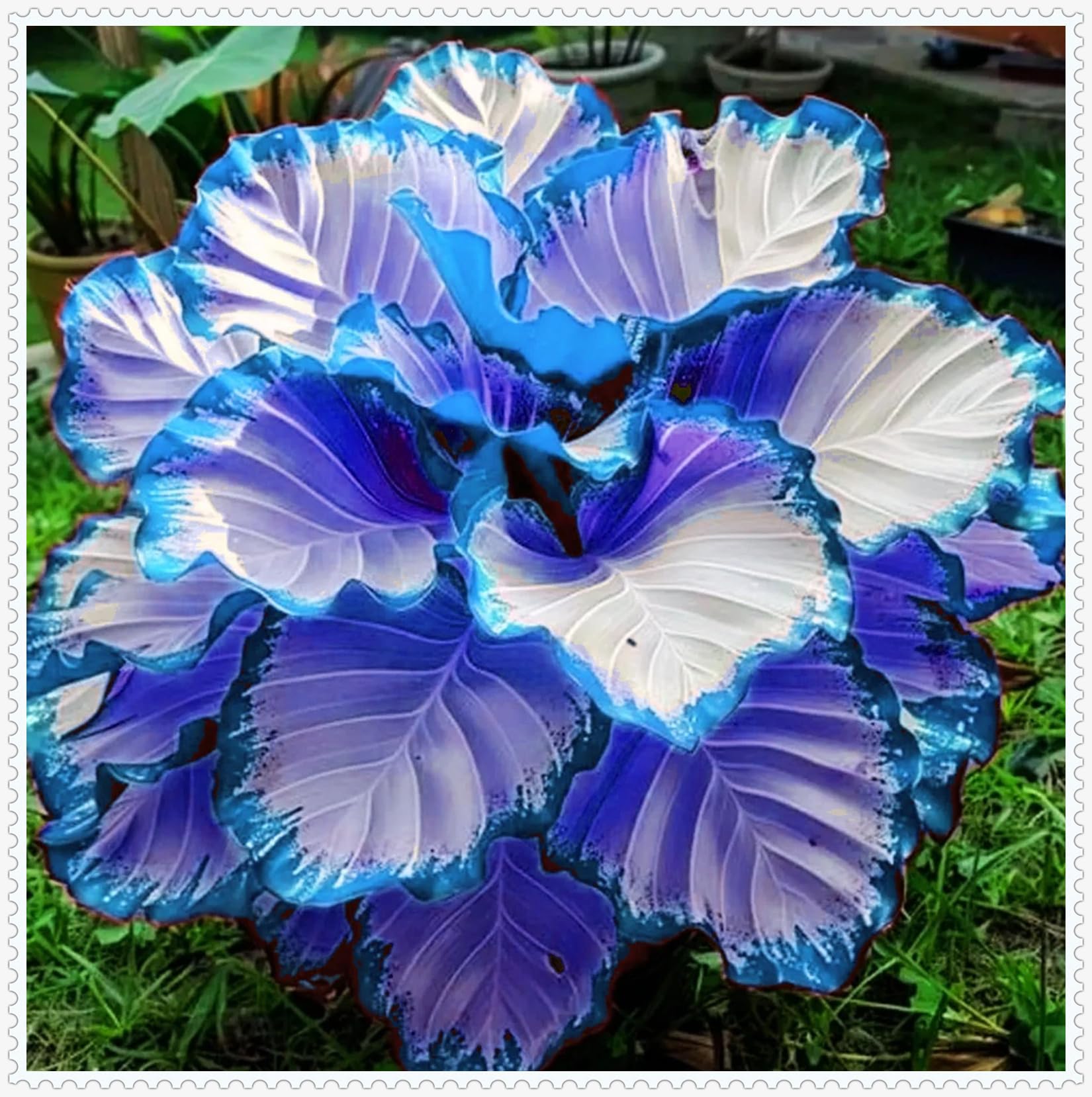 Hosta Bulbs Live, Hosta Plants for Sale, Perennial, Easy Plant, Ornamental Flowers, Wedding Flowers, Bulbs Mix, 15bulbs-e