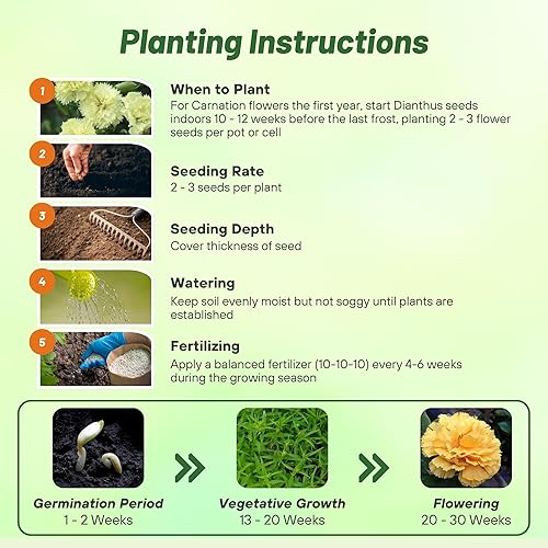 Vista 4 de Outsidepride Semillas de clavel amarillas – 2000 piezas de semillas de flores bienales, fáciles de cultivar para plantar con flores fragantes