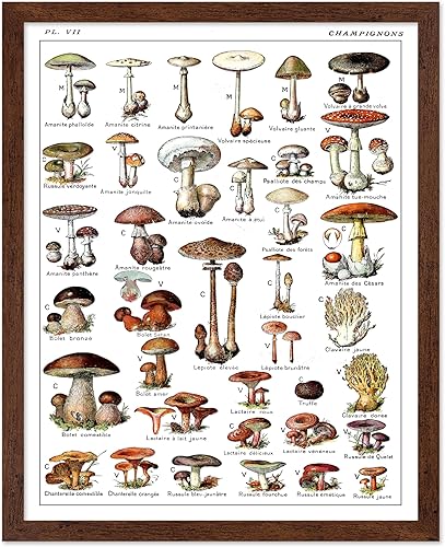 Miniatura 147 de Poster Master Póster vintage de orquídea, estampado de flores retro, arte de pared de plantas exóticas, arte botánico, regalo para hombres y