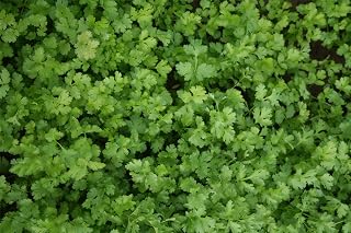 JustSeed - Herb - Coriander Calypso - 2000 Seeds