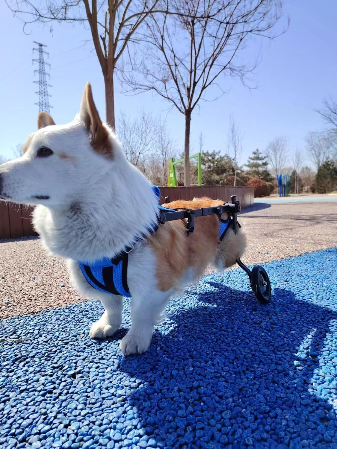 Fauteuil roulant pour chien handicapé, aide pour chien handicapé, poussette légère et réglable, convient aux chiens de petite et moyenne taille (dernier modèle) (bleu-S)