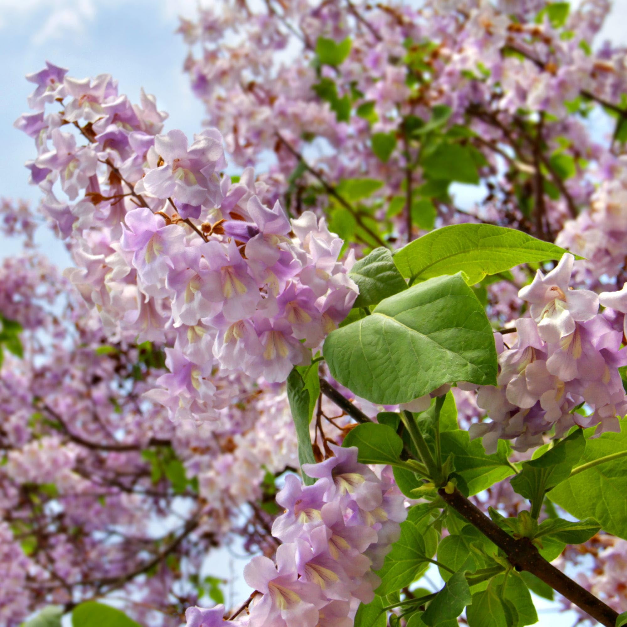 Vivai le Georgiche - Pianta vera di Paulownia tomentosa - altezza alla vendita 20-30 cm