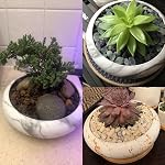 Succulent Plant Pot, 7.3 Inch Marble Succulent Planter Pot with Drainage Ceramic Bonsai Pot with Tray Shallow Cactus Plant Pot Large Flower Plant Container Bowl for Indoor Outdoor