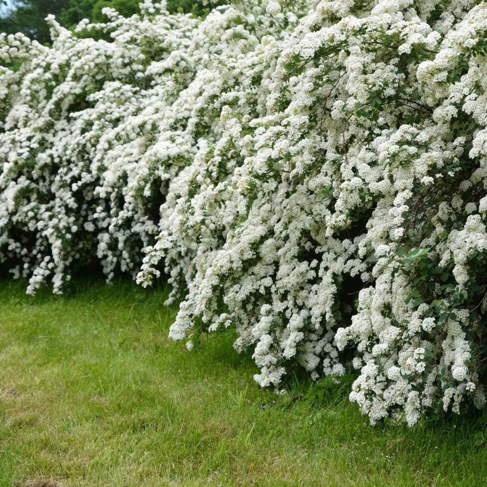 National Plant Network Spirea 'Reeves' 2 Piece Live Plant