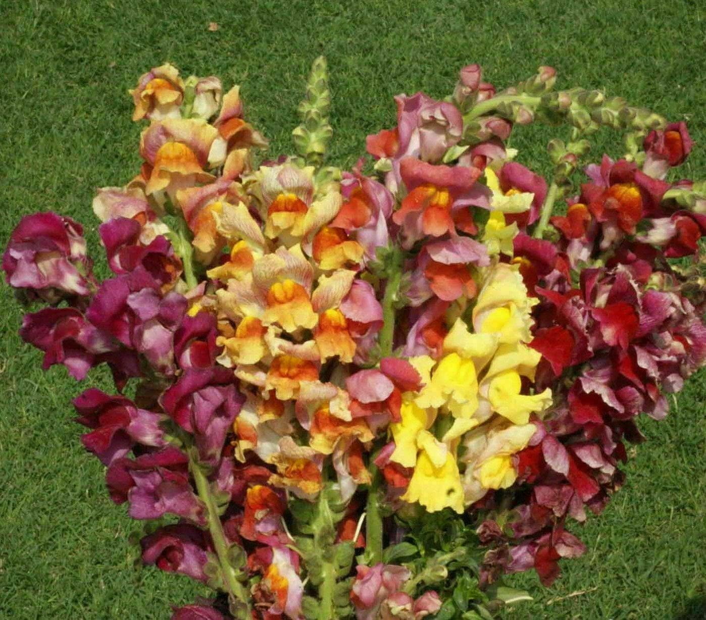 Flores