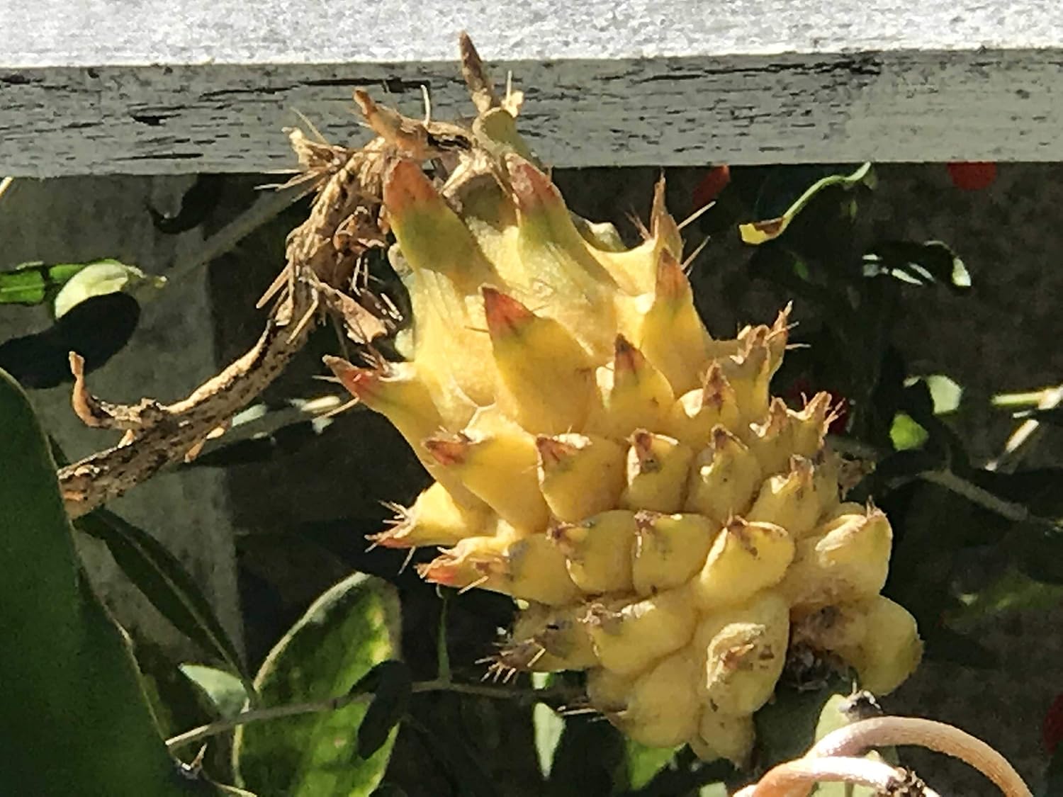 Selenicereus M. Yellow Dragon Fruit Flesh Cutting 7-10 inch (2) Pieces