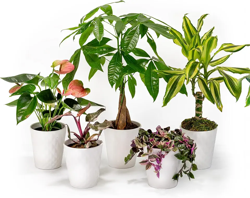 Desk Plant Subscription Box