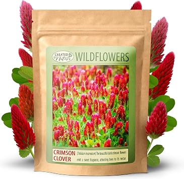 Crimson Clover Seeds, Trifolium incarnatum, Annual, 10,000 Seeds, 200 Sq Ft | Pollinator-friendly Crimson Clover seeds create vivid red blooms, attract bees and butterflies, and beautify gardens easily.