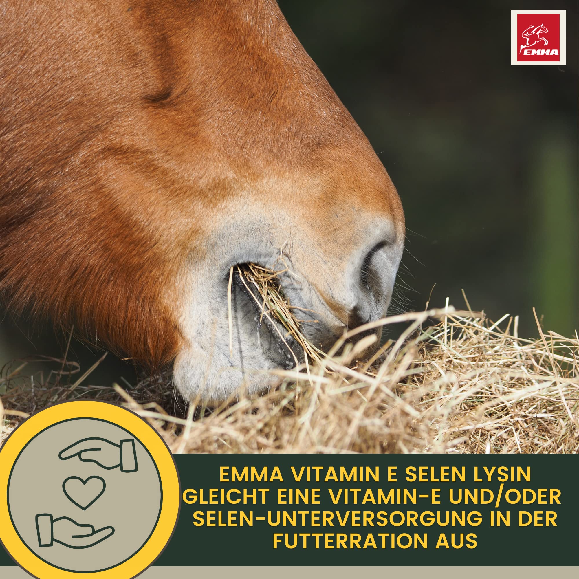 Vitamine E Cheval I Sélénium lysine Cheval I e Liquide complément Alimentaire Energy Booster Musculature I Renforcement Musculaire I Aliment reconstituant pour Chevaux Senior minéraux Chevaux 1L