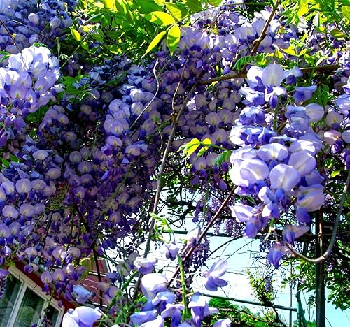10 semillas de glicina americana para plantar - Wisteria frutescens