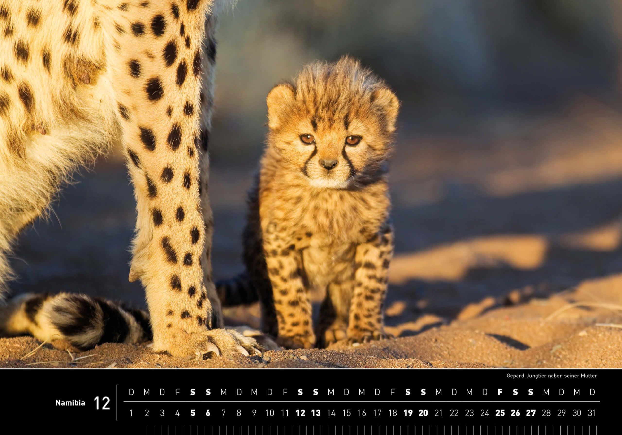 Namibia Premiumkalender 2026 (360° Premiumkalender 2026: Format 50 x 35 cm)