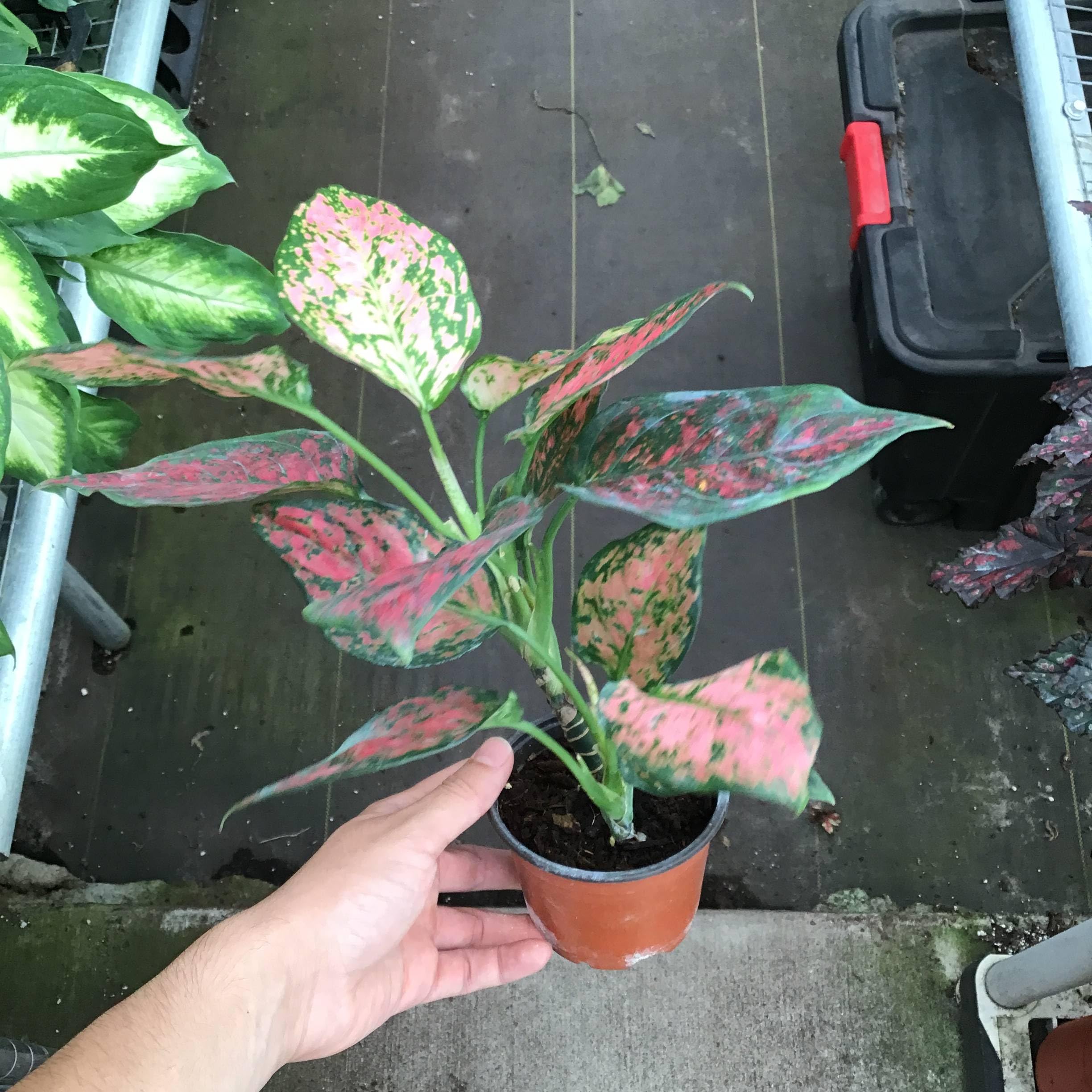 aglaonema big Aglaonema Green Arha Big main image 1