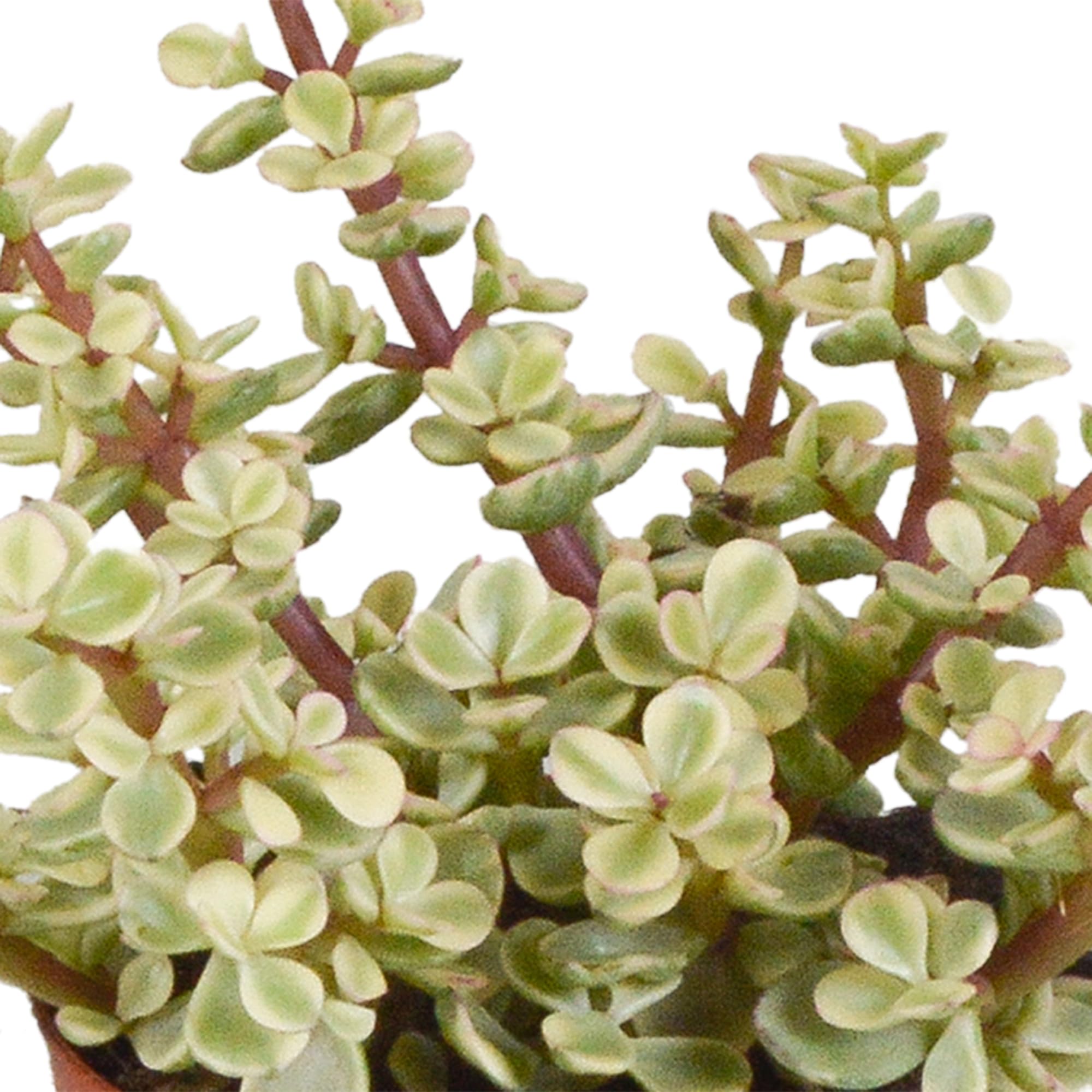 Mix Crassula in Vaso Bianco, Piante Grasse da Interno, 8.5 cm, Set da 3