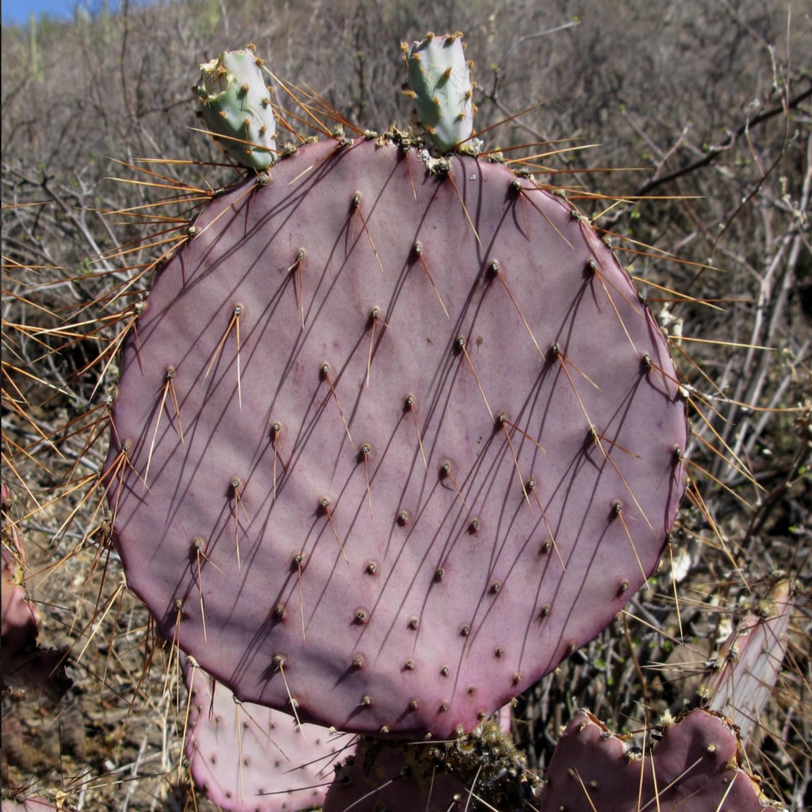 Durazilla Prickly Pear Cactus (Opuntia gosseliniana) - Live Plant Cutting - Roots Easily - Purple Color-Changing