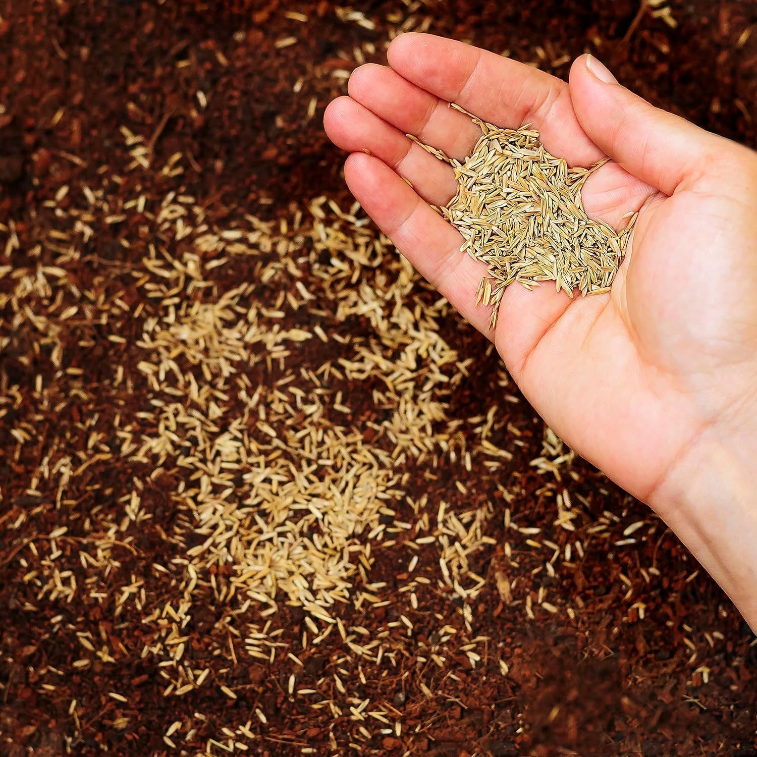 R&R SHOP – Samen für Rasen, Poa pratensis, selbstregenerierend und widerstandsfähig (5Kg - 200mq)