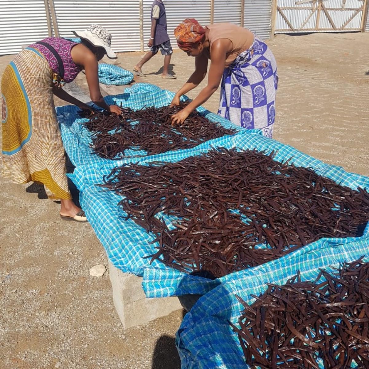 Polvere di vaniglia 100% naturale ricavata da baccelli di vaniglia interi e freschi schiacciati - Vaniglia Bourbon del Madagascar - Barattolo da 50 g - Senza additivi, senza zucchero, senza conservant