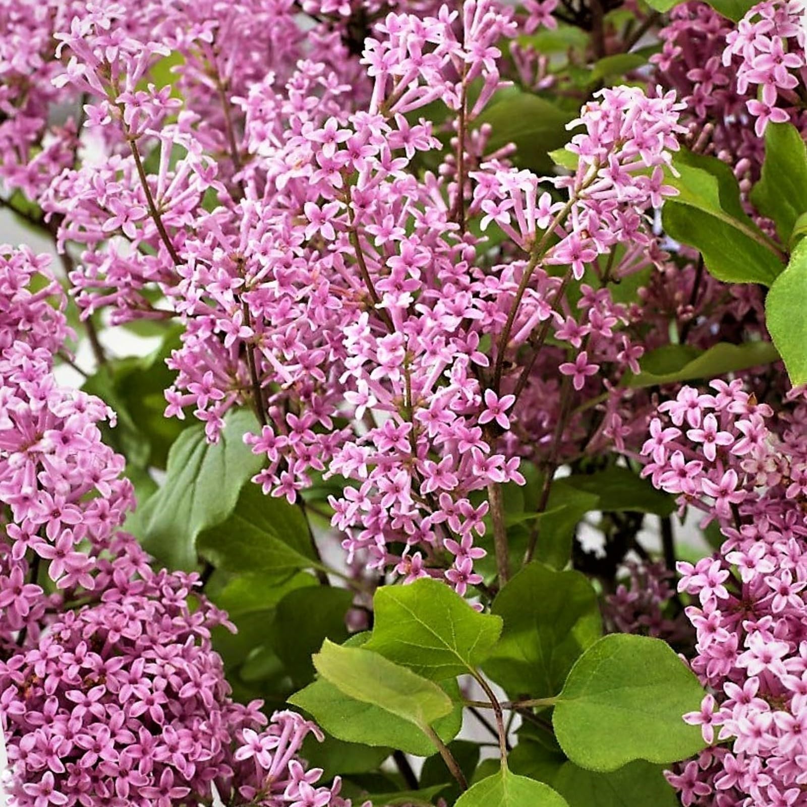 Carbeth Plants Syringa Flowerfesta Pink Dwarf Korean Bush 9cm Pot (1)