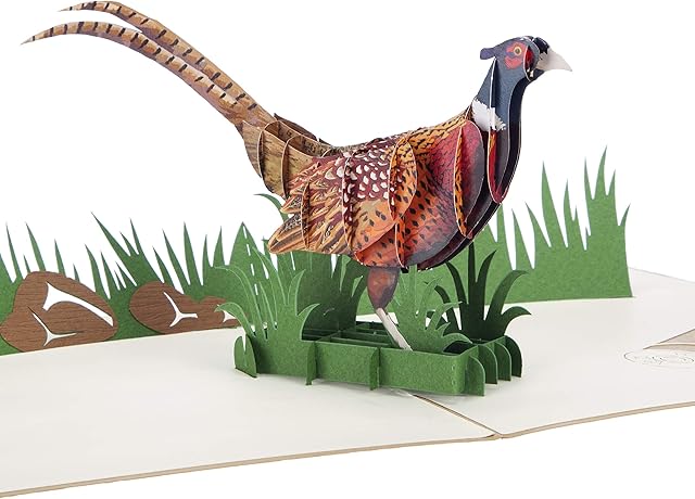 Cardology - Pheasant Shooting Pop Up Card | Birthday Cards, Father's Day Cards, Mother's Day Cards, Shooting Gifts For Men | Handmade