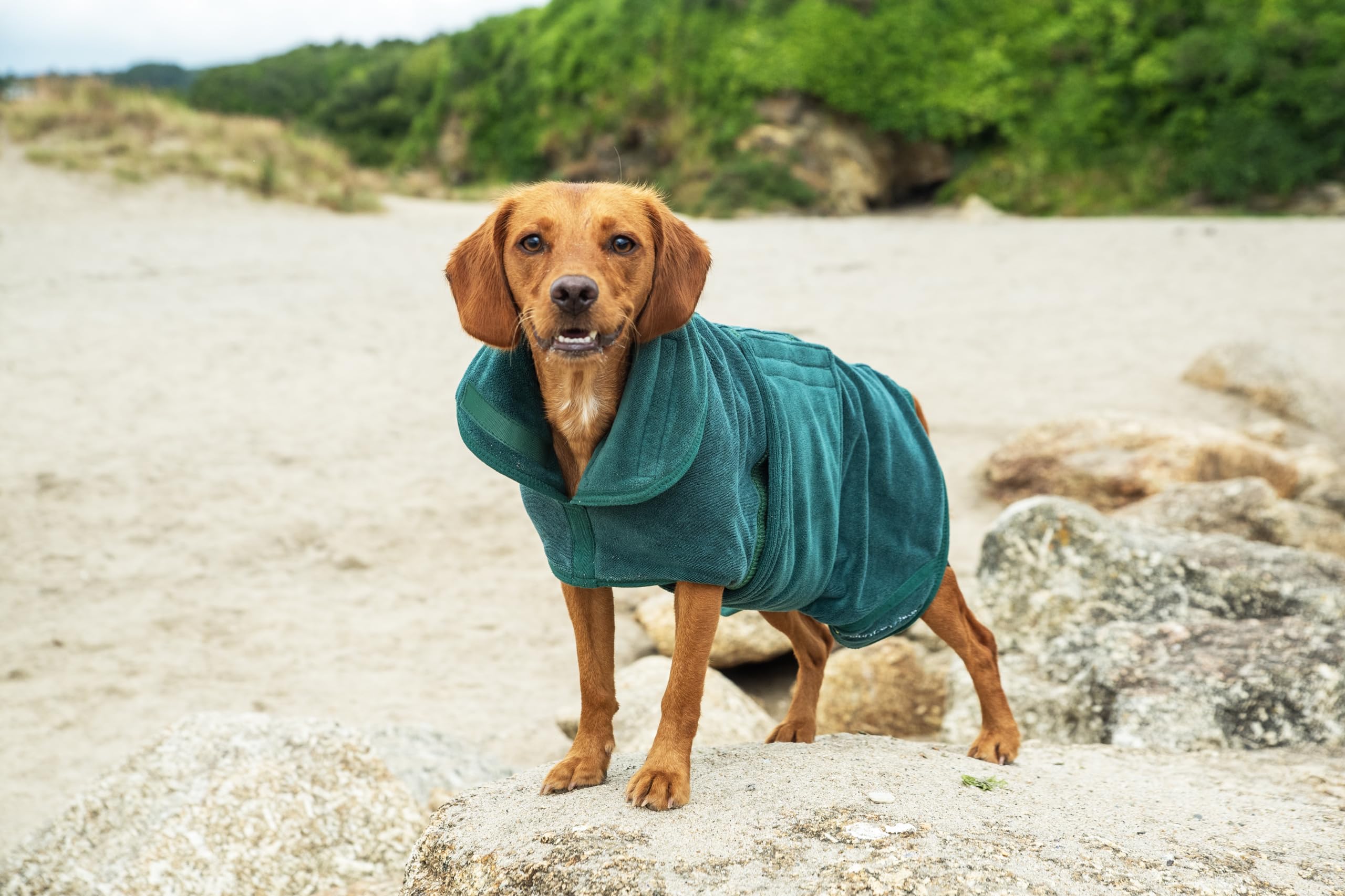 Mountain Paws Peignoir de séchage pour Chien | Serviette en Microfibre | Peignoir Super Absorbant pour Chien ou Chiot avec col/Capuche réglable et Sangle de Ventre | Super Doux | Séchage Rapide