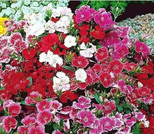 Baby Doll Semillas Dianthus - 2000 Semillas