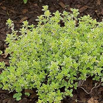 thymeページになります＊ Amazon.com : CHUXAY GARDEN Thymus Citriodorus-Lemon Thyme