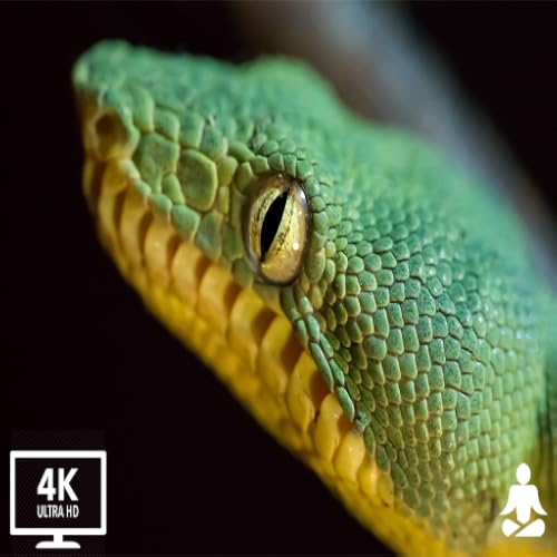 Animais (4K UHD) 24/7 - Música relaxante com belos vídeos da natureza e animais(4K Video Ultra HD)