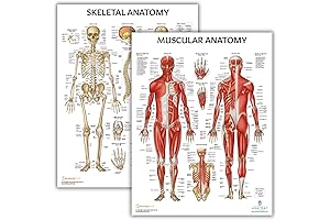 Anatomy Lab 2 PACK Muscular and Skeletal Anatomy Poster Set: Study Guide...