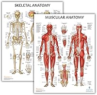 Vista 10 de Anatomy Lab Tabla anatómica del sistema muscular, laminado, 17.3 x 22.5 pulgadas, diagrama de los músculos, carteles médicos, póster del sistema