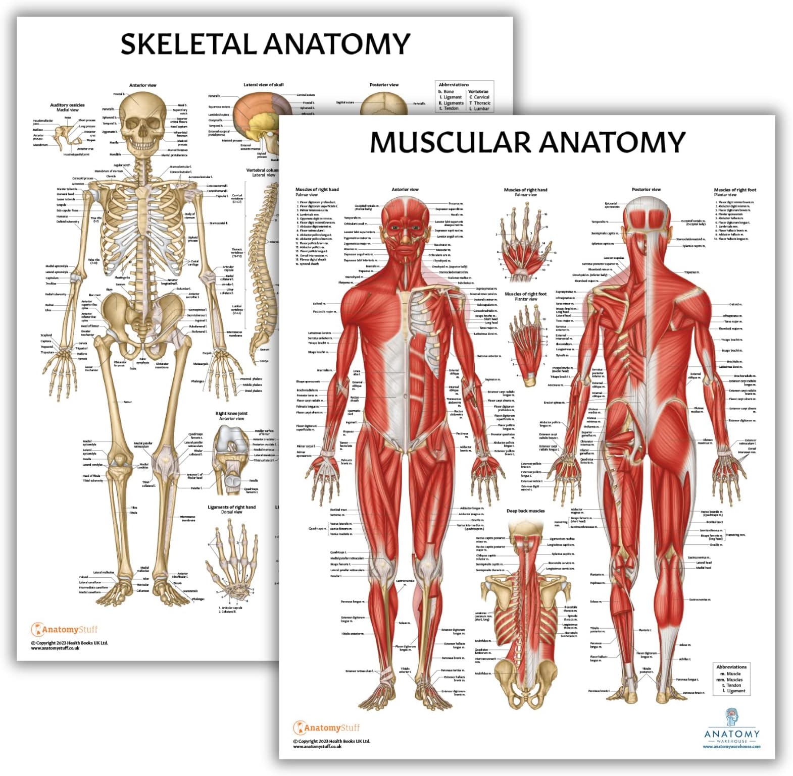 Muscular and Skeletal Anatomy Poster Set -2 PACK LAMINATED, Anatomy and Physiology Poster, 17.3 x 22.5 Inches, Muscles Diagram, Human Anatomy Poster